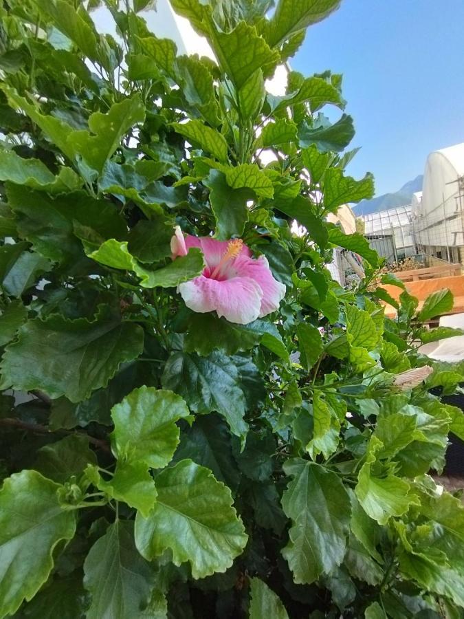 Hibiscus Apartment Castellammare di Stabia Bagian luar foto